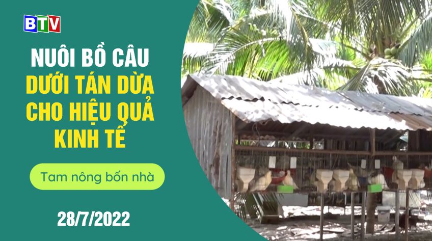 Nuôi chim bồ câu dưới tán dừa cho hiệu quả kinh tế | Tam nông bốn nhà 28.7.2022