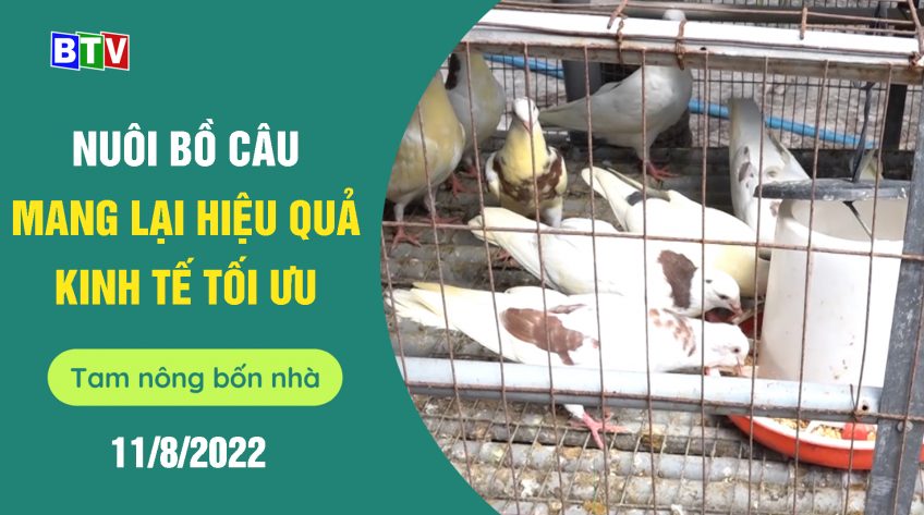 Nuôi chim bồ câu mang lại hiệu quả kinh tế tối ưu | Tam nông bốn nhà 11.8.2022